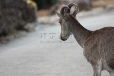 nilgiri tahr,野山羊,野生山羊,水平画幅,大角羊,动物身体部位,野外动物,威尔士山绵羊,塔尔羊