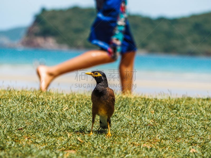 鸟类,草,海滩,戈登塞特猎犬,水平画幅,夏天,户外,泰国,运动员,摄影