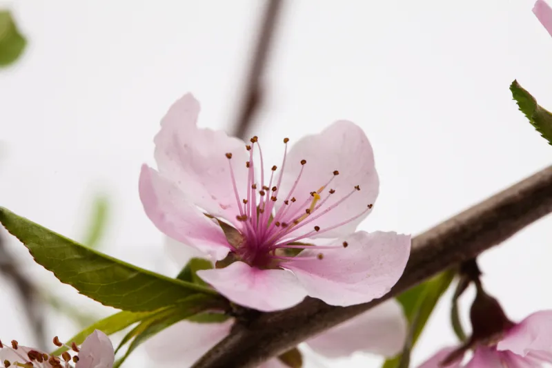 杏树类 粉色 白色 分离着色 樱花 花朵 杏 花头 李子 花蕾图片素材下载 稿定素材