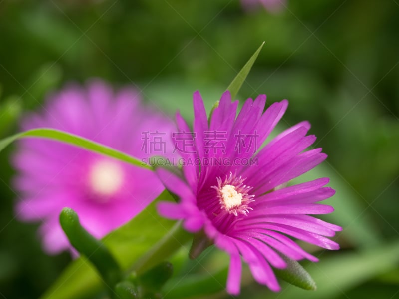 雅典娜,水平画幅,无人,洋蔷薇,大花马齿苋,野生植物,草,野花,ice plant,植物学