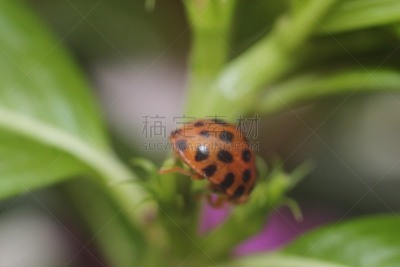 甲虫,动物身体部位,野外动物,夏天,明亮,害虫,巴西,大特写,动物腿