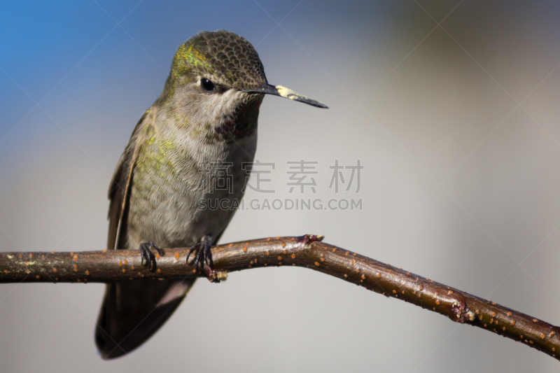 蜂鸟,安娜斯蜂鸟,humboldt county,鹰爪,自然,野生动物,水平画幅,鸟类,动物身体部位,野外动物