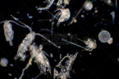 海洋,浮游生物,微生物,公亩,半空中,生物学,微生物学,显微镜,清新,自然界的状态