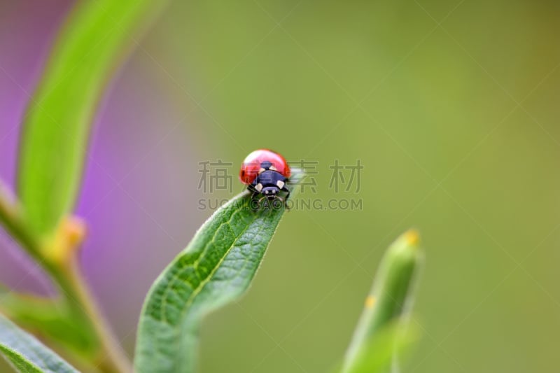 瓢虫,密西西比州,自然,红色,野生动物,图像,美,一只动物,甲虫,美国