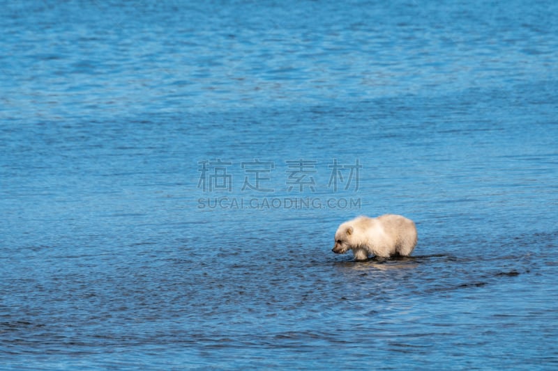 熊,阿拉斯加,野生动物,公园,哺乳纲,动物,布鲁克斯河,湖,棕熊,金色头发