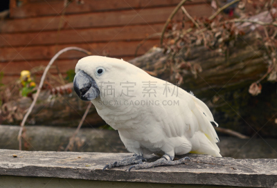 白伞膜凤头鹦鹉,特写,全身像,硫磺色冠凤头鹦鹉,大鸟笼,美冠鹦鹉,安哥拉,长尾鹦鹉,驯养动物,动物的冠