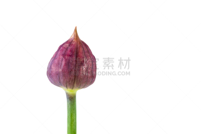 细香葱,花蕾,分离着色,白色背景,植物群,手部骨骼,萼片,雄蕊,美,留白