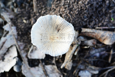 森林,蘑菇,自然,草地,水平画幅,秋天,无人,户外,生物学,生长