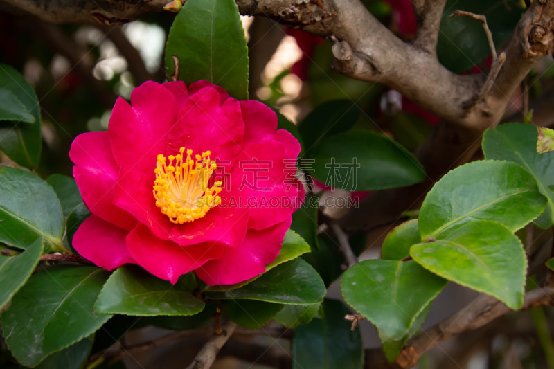 色彩鲜艳,茶梅,黄色,红色,粉色,鲜花盛开,秋天,风景,冬天,图像