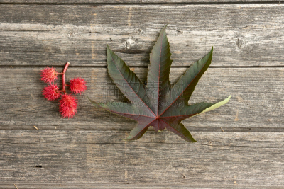 蓖麻油,农作物,叶子,植物,红色,厚木板,图像,嫩枝,种子,无人