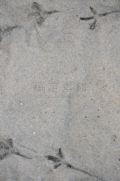 沙子,鸟类,海滩,脚印,垂直画幅,台阶,夏天,户外,特写,泰国