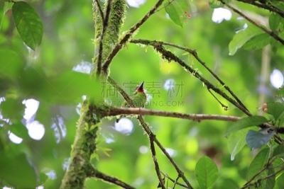马来西亚,红色,热带巨嘴鸟,自然,美,danum valley conservation area,野生动物,水平画幅,无人,婆罗洲岛