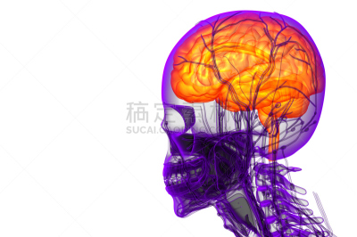 三维图形,插画,健康保健,脑,小脑,脑桥,水平画幅,杏仁核,人