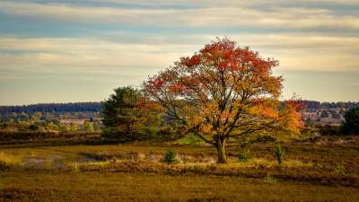 Golden autumn in the Lüneburg Heath near Undeloh