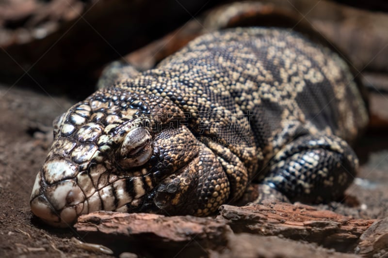 阿根廷,argentine tegu,野生动物,肖像,环境,蜥蜴,泰加巨蜥,动物,动物皮,巴西