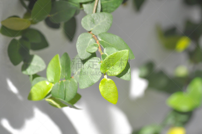 植物,水平画幅,无人,无花果树,爬行无花果,雏菊族,景天科,泰国,攀岩,摄影