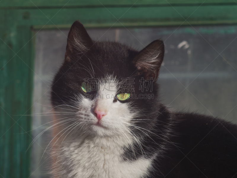 注视镜头,特写,猫,自然美,针孔照相机,短毛猫,美,机敏,褐色,水平画幅