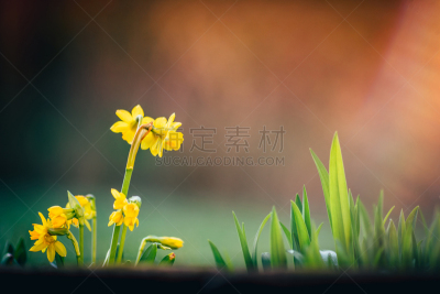 水仙花,背景,春天,复活节彩蛋,鸵鸟蛋,可食用花,春季系列,复活节,草,鸡蛋