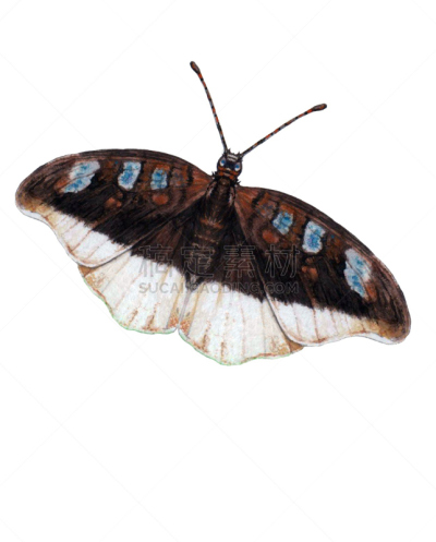 蝴蝶,lacewing,现实主义,自然,垂直画幅,野生动物,无人,夏天,涂料