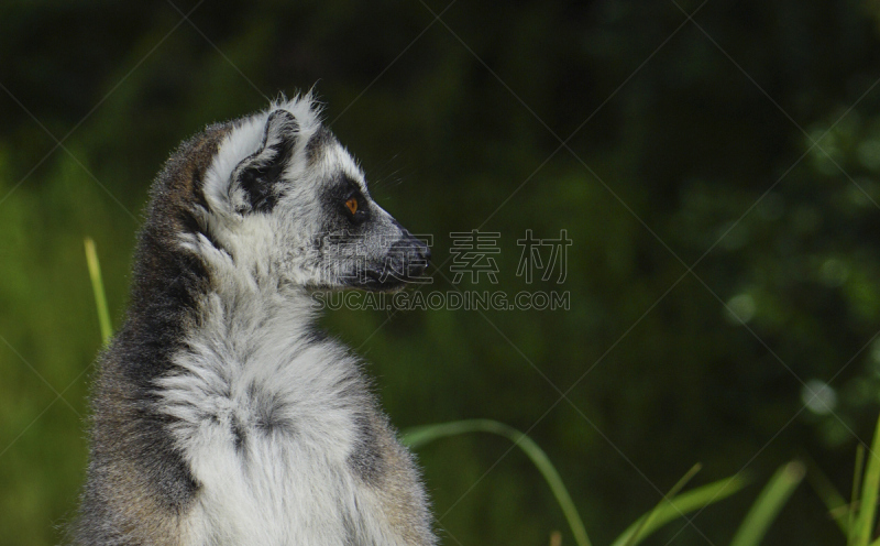 环尾狐猴,马达加斯加,野外动物,印度洋,非洲,岛,图阿马西拉,真狐猴,撒哈拉以南非洲,狐猴