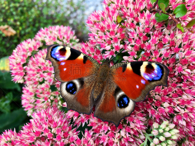 Beautiful „day peacock eye“ butterfly (Aglais io ) on a pink blooming Sedum flower