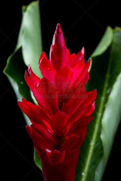 紫姜,花头,垂直画幅,美,状态描述,无人,生姜,特写,哥斯达黎加,植物