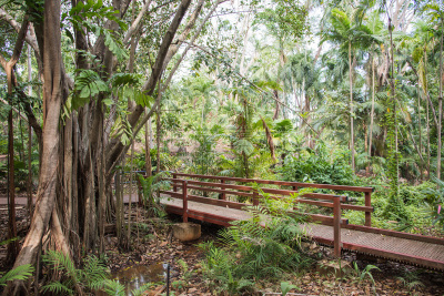 雨林,人行桥,户外,季节,绿色,清新,环境,环境保护,植物学,自然