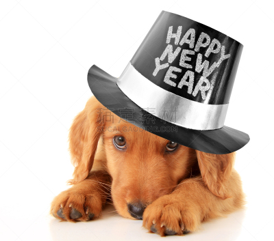 新年前夕,小狗,褐色,寻回犬,水平画幅,爪子,动物身体部位,爱尔兰长毛猎犬,新年,狗