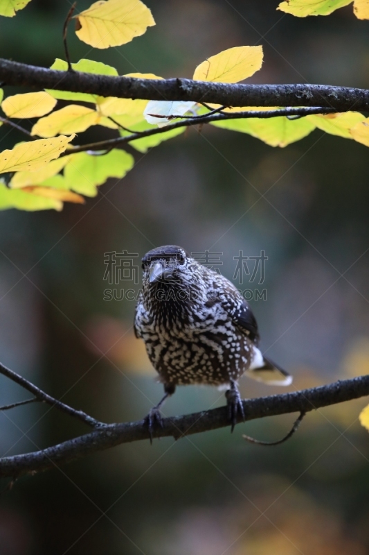 胡桃钳,斑点,德国,黑森林,垂直画幅,褐色,坚果,无人,欧亚大陆,鸟类