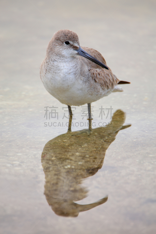 鹞类,垂直画幅,鸟类,鷸形目,户外,动物腿骨,矶鹞,丁大令生动物保护区,喙,海滩
