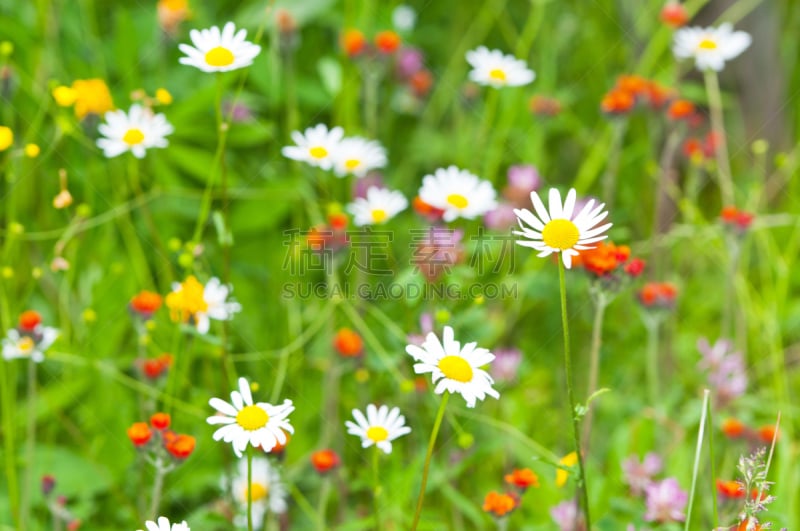 草地,艾菊,春白菊花,茼蒿菊,水平画幅,枝繁叶茂,无人,草坪,夏天,户外