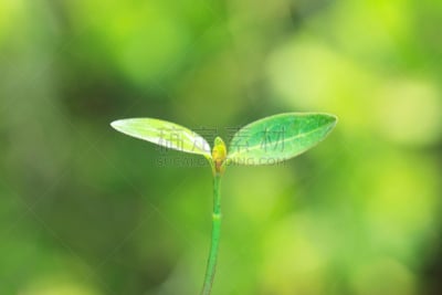 双叶区,双翼飞机,自然,水平画幅,绿色,秧苗,无人,花蕾,生长,摄影