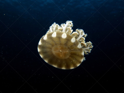 倒置水母,水,沙姆谢伊赫,水平画幅,水肺潜水,刺丝囊,水下,埃及,野外动物,生态多样性