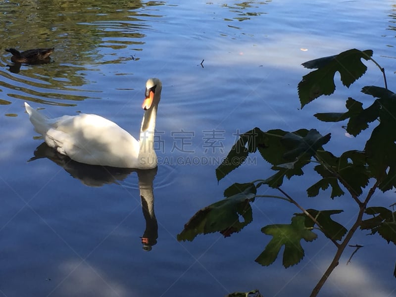 天鹅,池塘,水,褐色,水平画幅,鸟类,沼泽,户外,湖,草