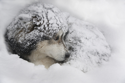 雪,狗,寒冷,纯种犬,水平画幅,动物身体部位,户外,特写,一只动物,阿拉斯加雪橇犬