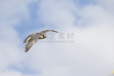 猎鹰,天空,褐色,食肉鸟,水平画幅,鸟类,野外动物,白色,看,喙