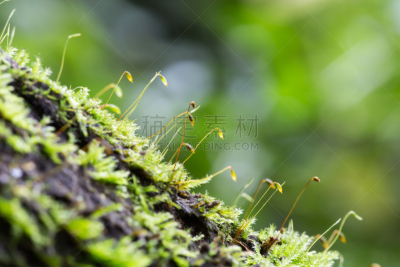 苔藓,特写,水平画幅,孢子,精子,湿,热带雨林,户外,冬天,山
