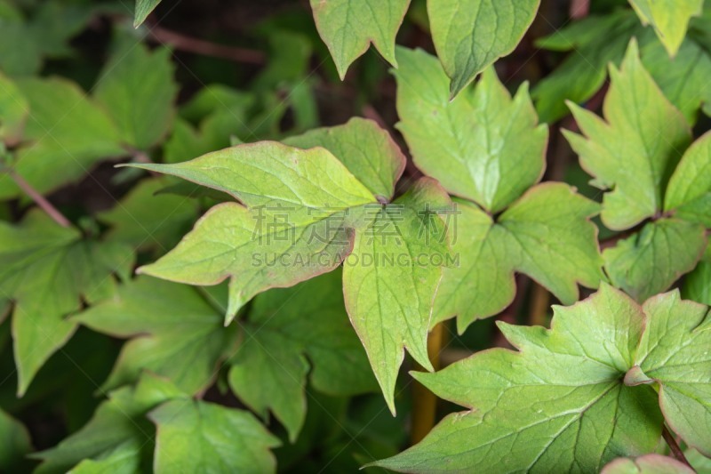 Leaves of Peony the Chinese Mudan 牡丹花叶