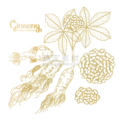 浆果,插画,ginseng,人参,spa美容,活力,线条,背景分离,药,香料