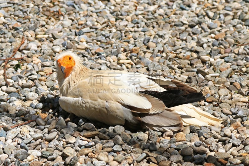 egyptian vulture,鸡,白色,法老,圣伯纳犬,食肉鸟,水平画幅,鸟类,秃鹰,动物身体部位