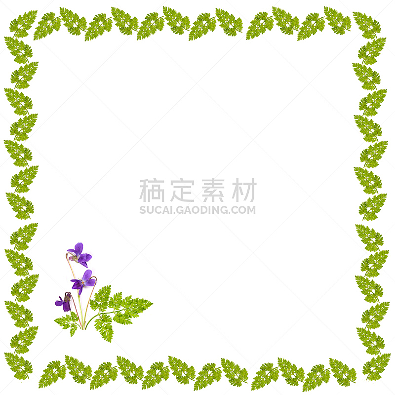 边框,花束,紫罗兰,华丽的,草,表格,夏天,组物体,图像,花蕾