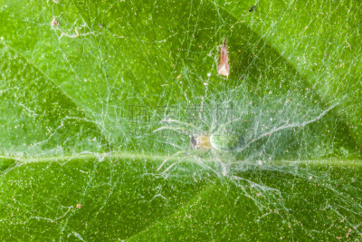 叶子,蜘蛛,mesh-web spider,螨,织巢鸟,蜘蛛恐惧症,水平画幅,蜘蛛纲,野外动物,特写