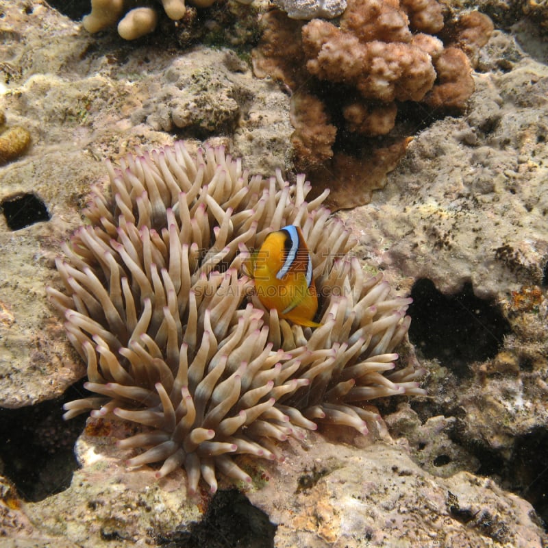 双带海葵,鱼类,硬珊瑚,沙姆谢伊赫,海葵鱼,海葵,自然,野生动物,无人,水下