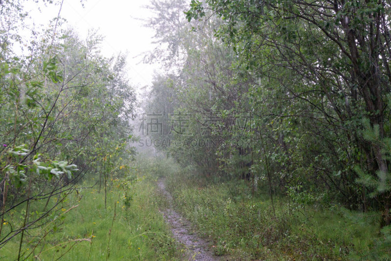 热带气候,夏天,雨林,桥,环境,泰国,环境保护,蒙特沃德,圭亚那,亚马逊地区