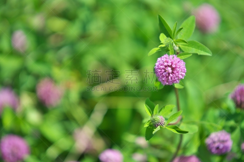 红色,水平画幅,无人,红羽毛三叶草,日本,夏天,粉色,神奈川县,摄影,花