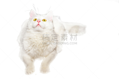 白色,毛绒绒,猫,一个人,自制的,老年人,背景聚焦,分离着色,水平画幅,注视镜头