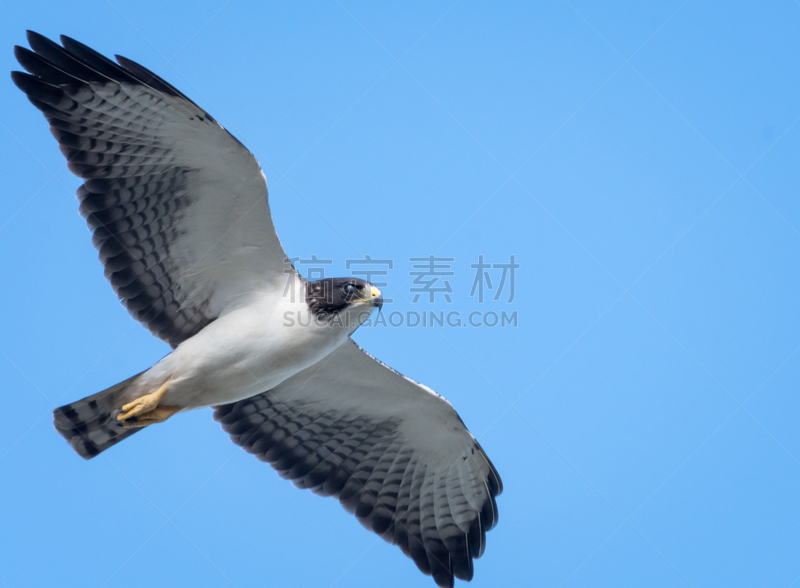 宽翅鹰,热带气候,野生动物,环境,翅膀,一只动物,老鹰,古巴克里尼达,自然美,动物