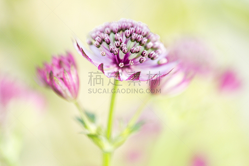 星芹属花 星芹属花图片 星芹属花素材下载 稿定素材