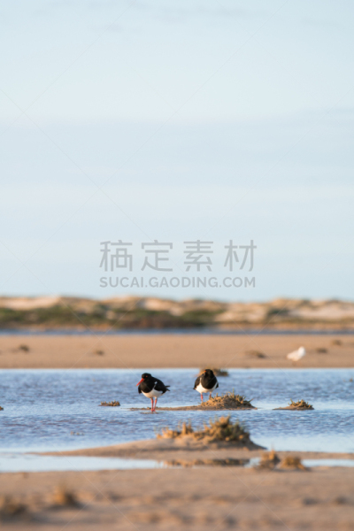 库融国家公园,南澳大利亚,鸟类,多样,桨叉架船,自然,垂直画幅,水,野生动物,无人
