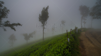 白昼,多云,褐色,水平画幅,枝繁叶茂,阿萨姆,无人,苔藓,巨大的,透视图